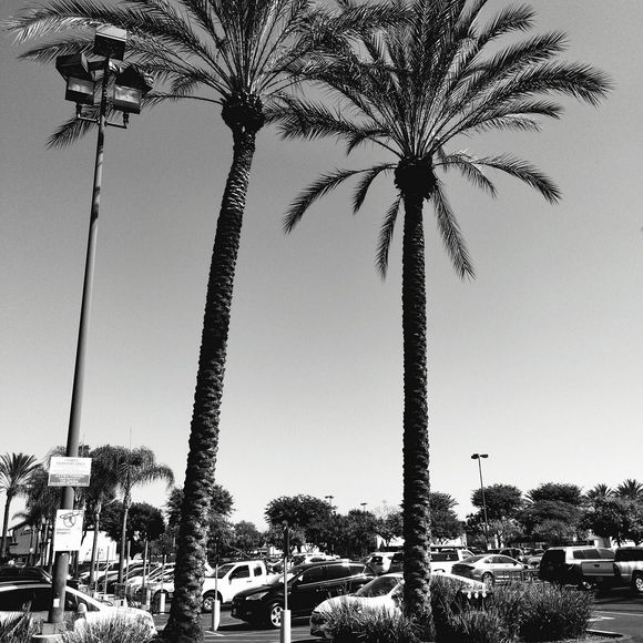 Meet your Posher, Alba - Picture 1 of 1